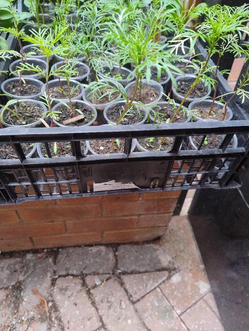 Buy & Sell West Midlands Sandwell - Photos for 💐💐 Cosmos plants 50p 💐💐