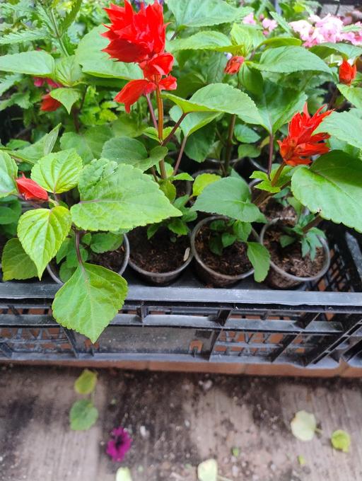 Buy & Sell West Midlands Sandwell - Photos for 🥀🥀Salvia plants 50p 🥀🥀