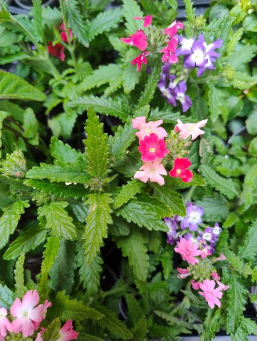 Buy & Sell West Midlands Sandwell - Photos for 🥀🥀Verbena plants 50p 🥀🥀
