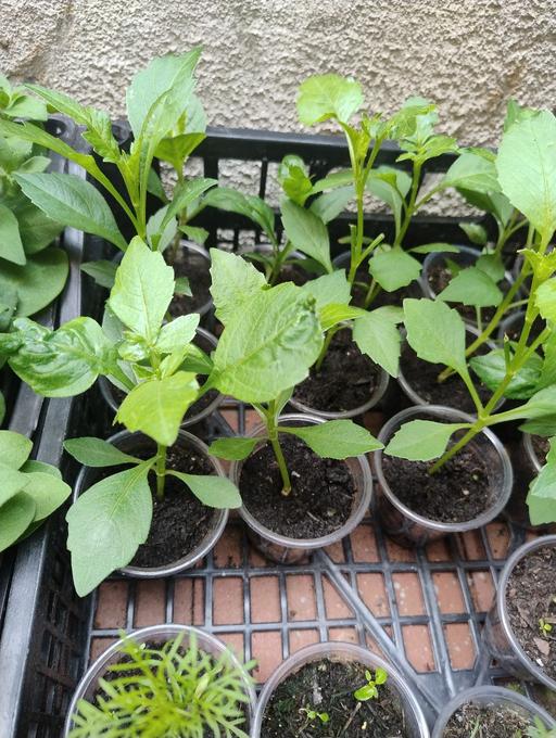 Buy & Sell West Midlands Sandwell - Photos for 🥀🥀Dalia plants 50 each 🥀🥀