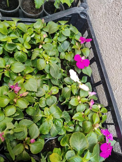 Buy & Sell West Midlands Sandwell - Photos for 💐💐bizzie Lizzie plants 50p 💐💐