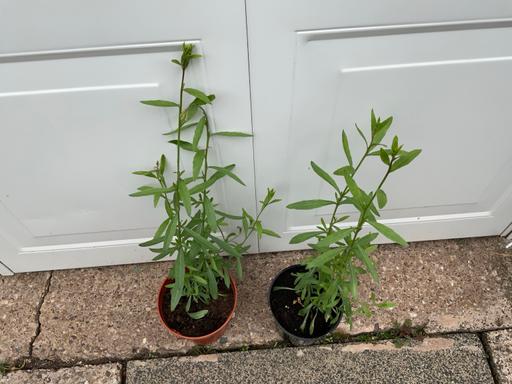 Buy & Sell West Midlands Birmingham - Photos for Gaura Whirling Butterflies
