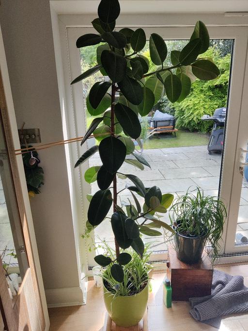 Buy & Sell Central London Eel Pie Island - Central London - Photos for rubber plant
