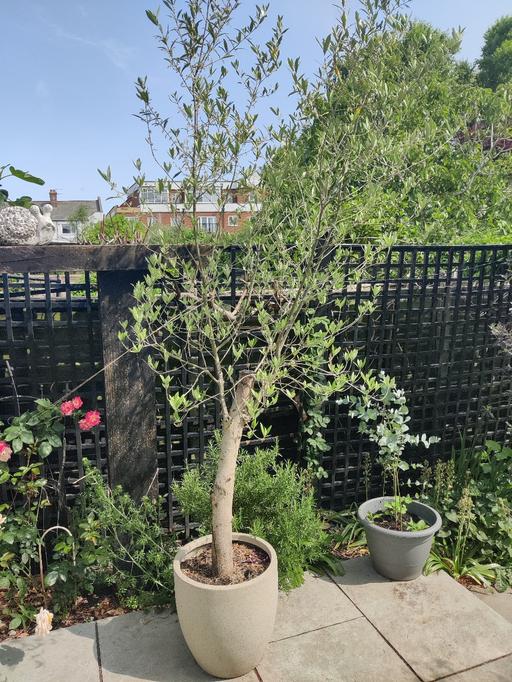 Buy & Sell West London Hillingdon - Photos for olive tree