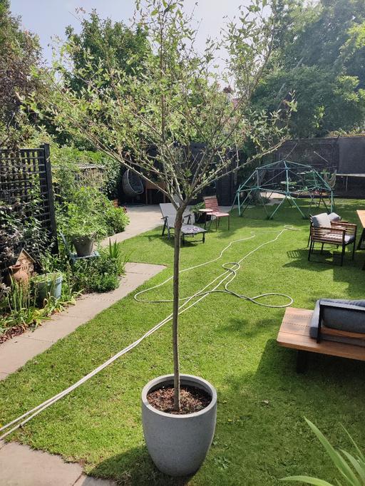 Buy & Sell West London Hillingdon - Photos for harlequin tree