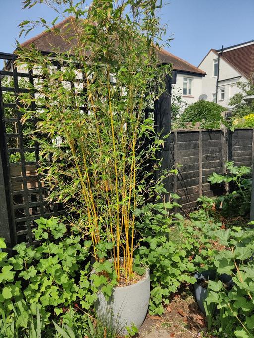 Buy & Sell West London Hillingdon - Photos for golden bamboo