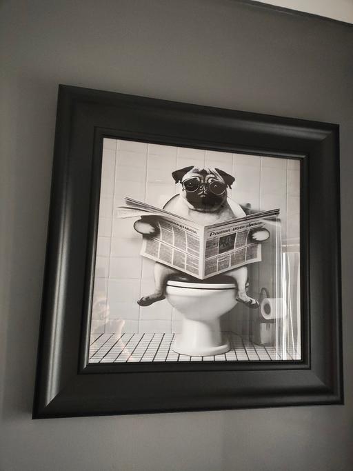 Buy & Sell South Yorkshire Rotherham - Photos for New Large TK max pug picture