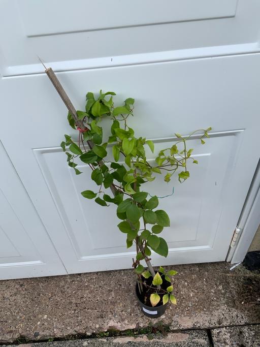 Buy & Sell West Midlands Birmingham - Photos for Climber Clematis Mrs Cholmondeley