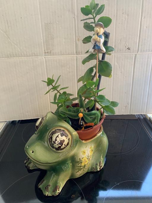 Buy & Sell Birchills Walsall - Photos for Plant and ceramic frog plant pot