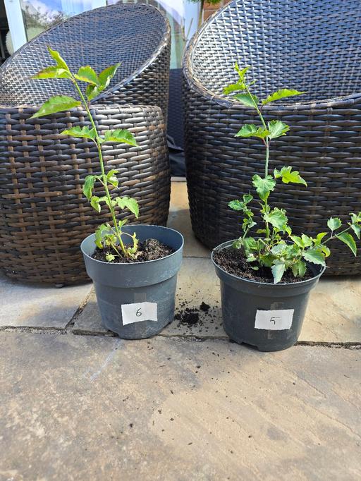 Buy & Sell West Midlands Sandwell - Photos for 2 Himalayan Honeysuckle outdoor plants £1 eac