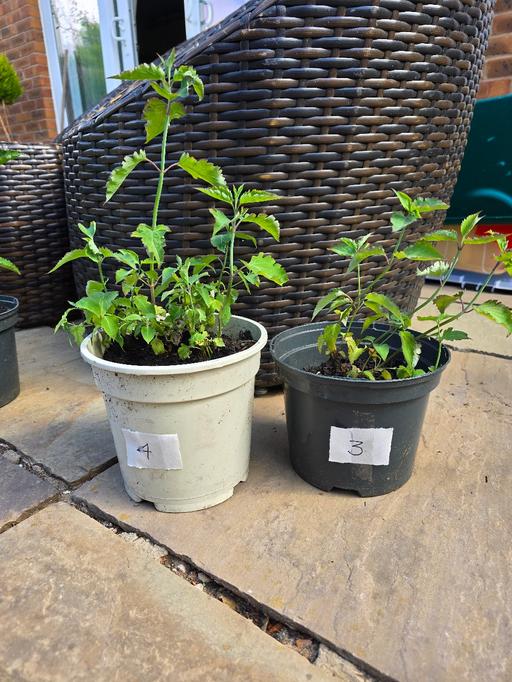 Buy & Sell West Midlands Sandwell - Photos for 2 Himalayan Honeysuckle hardy plants £1 each