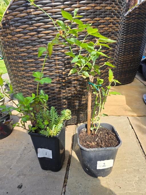 Buy & Sell West Midlands Sandwell - Photos for 2 Himalayan Honeysuckle plants - £1 each