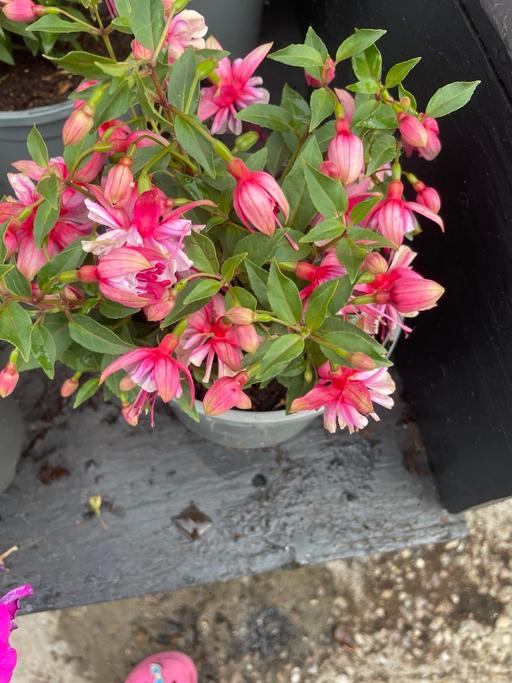 Buy & Sell Kitts Green Birmingham - Photos for Fuchsia Plant