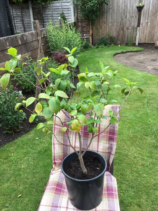 Buy & Sell Willenhall Walsall - Photos for Camellia 
