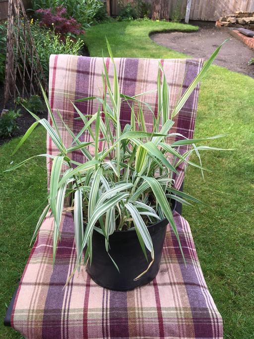Buy & Sell Willenhall Walsall - Photos for Ornamental grass