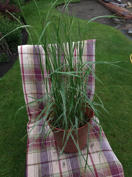Buy & Sell Willenhall Walsall - Photos for Ornamental Grass