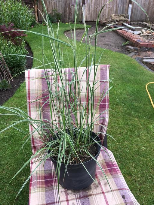 Buy & Sell Willenhall Walsall - Photos for Ornamental Grass