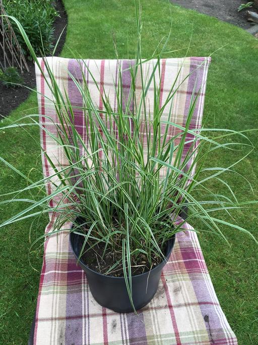 Buy & Sell Willenhall Walsall - Photos for Ornamental Grass