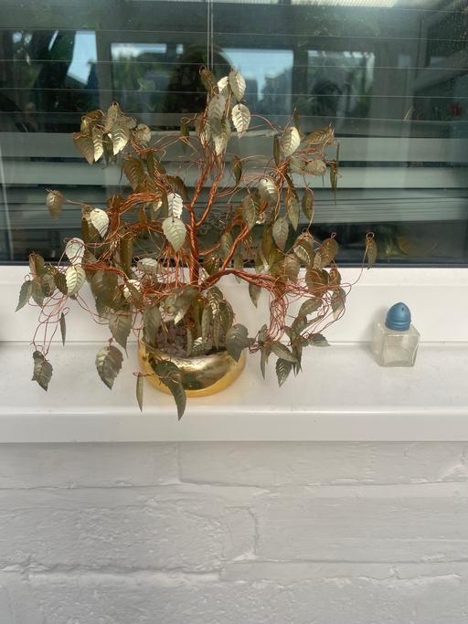 Buy & Sell Acocks Green Birmingham - Photos for Ornamental tree