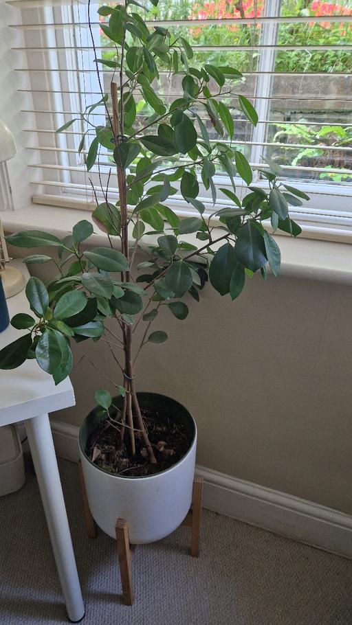 Buy & Sell Langton Green Tunbridge Tunbridge Wells - Photos for Plant pot and stand