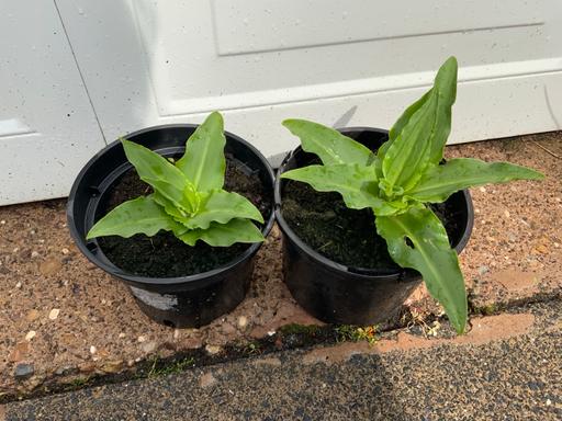 Buy & Sell Stirchley Birmingham - Photos for Pineapple lilies