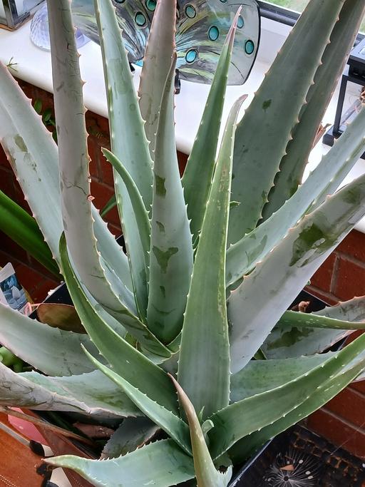 Buy & Sell Little Lever Bolton - Photos for LARGE ALOE VERA PLANT