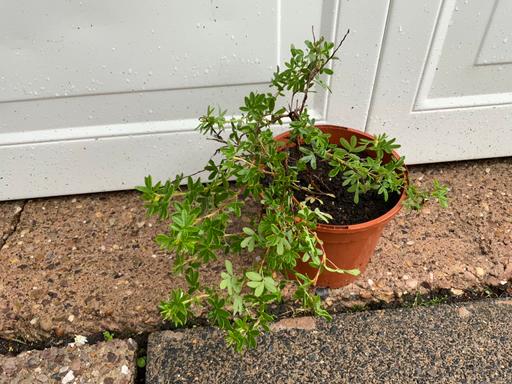 Buy & Sell Stirchley Birmingham - Photos for Shrub Potenilla Fruiticosa sunset