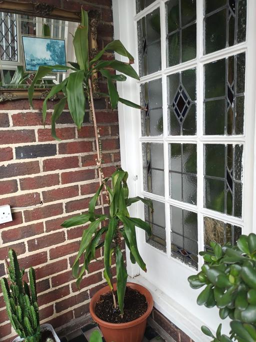 Buy & Sell Hamstead Industrial Estate Birmingham - Photos for House plant