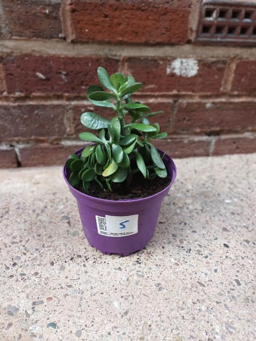 Buy & Sell Hamstead Industrial Estate Birmingham - Photos for HEALTHY GREEN MONEY PLANT. NO OFFERS PICK U