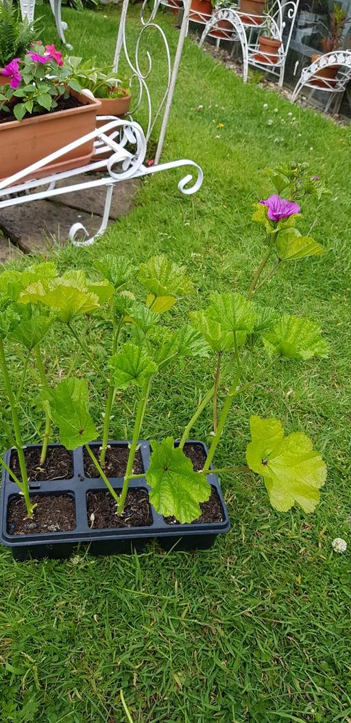 Buy & Sell Kings Norton Birmingham - Photos for tray of 6 malva