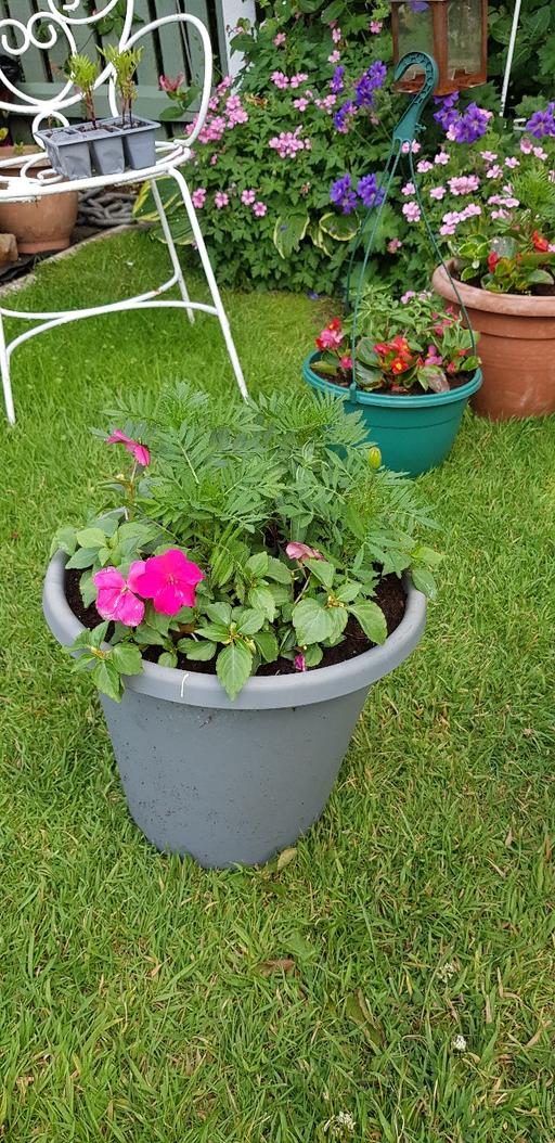 Buy & Sell Kings Norton Birmingham - Photos for large pot of bedding plants