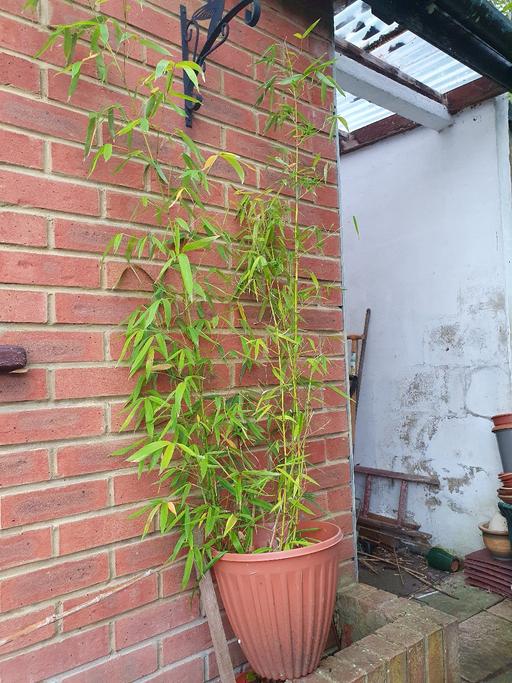 Buy & Sell Ealing West London - Photos for Golden Bamboo plant