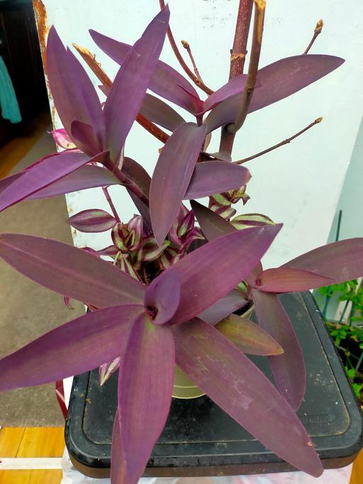 Buy & Sell Angel North London - Photos for Two Tradescantia Plants