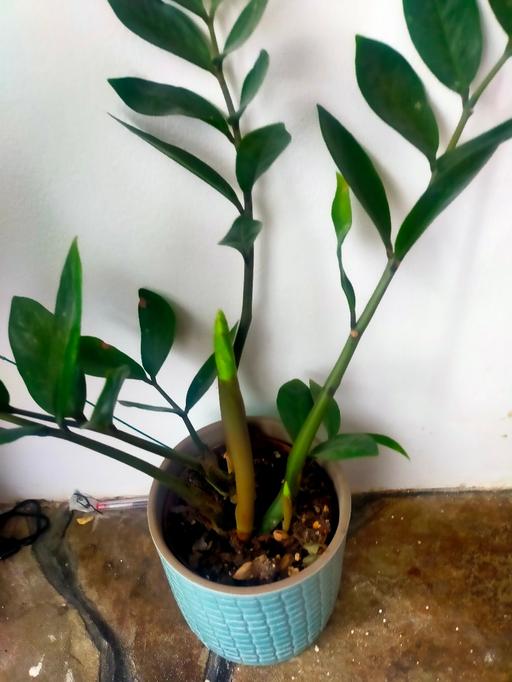 Buy & Sell Angel North London - Photos for ZZ house plant