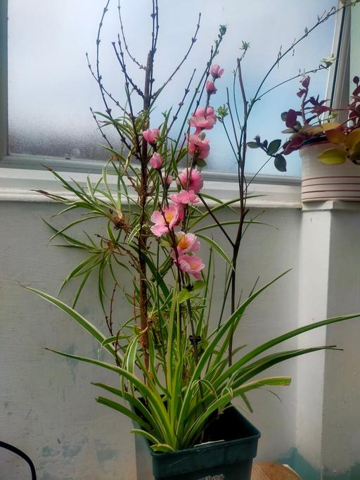 Buy & Sell Angel North London - Photos for Large Spider plant