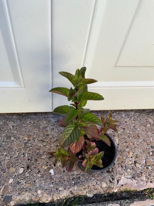 Buy & Sell Stirchley Birmingham - Photos for Mint Blackberry