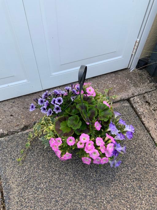Buy & Sell Kings Heath Birmingham - Photos for Summer hanging baskets