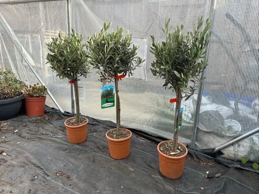 Buy & Sell Copthorne Mid Sussex - Photos for Olive tree 80-100cm