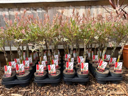 Buy & Sell Copthorne Mid Sussex - Photos for Flamingo Salix trees (willow tree) 70cm