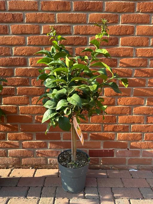 Buy & Sell Copthorne Mid Sussex - Photos for Lemon trees 80-100cm
