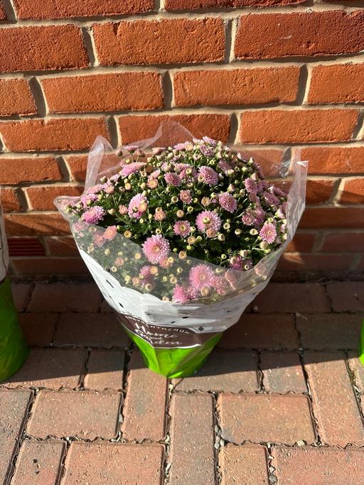 Buy & Sell Copthorne Mid Sussex - Photos for Chrysanthemums
