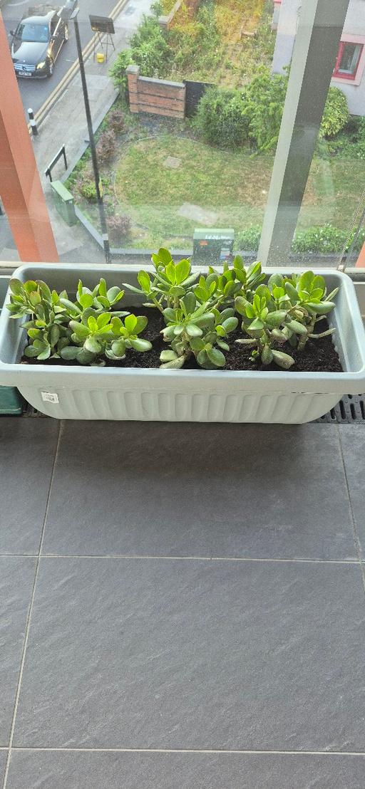 Buy & Sell Limehouse East London - Photos for Money plant with Rectangular plant pot
