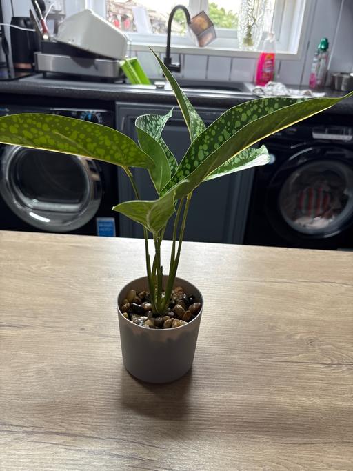 Buy & Sell Poolsbrook Chesterfield - Photos for Leaf artificial plant