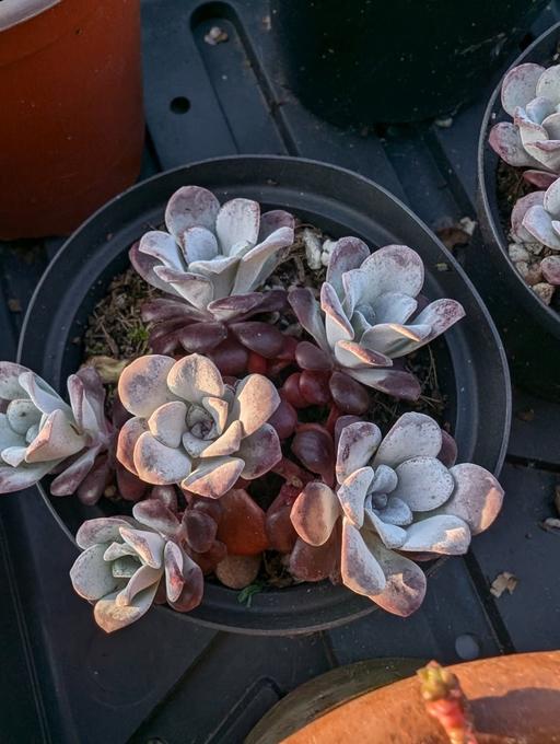 Buy & Sell Blackhorse Road East London - Photos for Sedum Purpurea Garden Succulent Plant