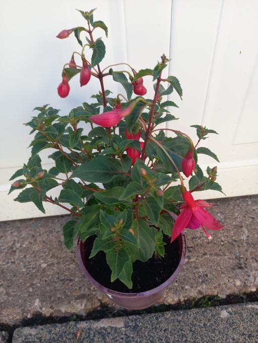 Buy & Sell Kings Norton Birmingham - Photos for Climbing Fuchsia Pink Fizz