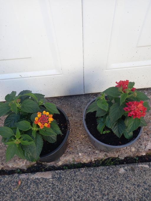 Buy & Sell Kings Norton Birmingham - Photos for Evita Red Lantana