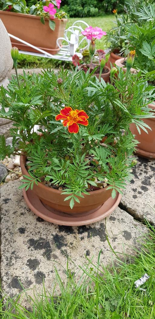 Buy & Sell Kings Norton Birmingham - Photos for small terracotta pot marigolds
