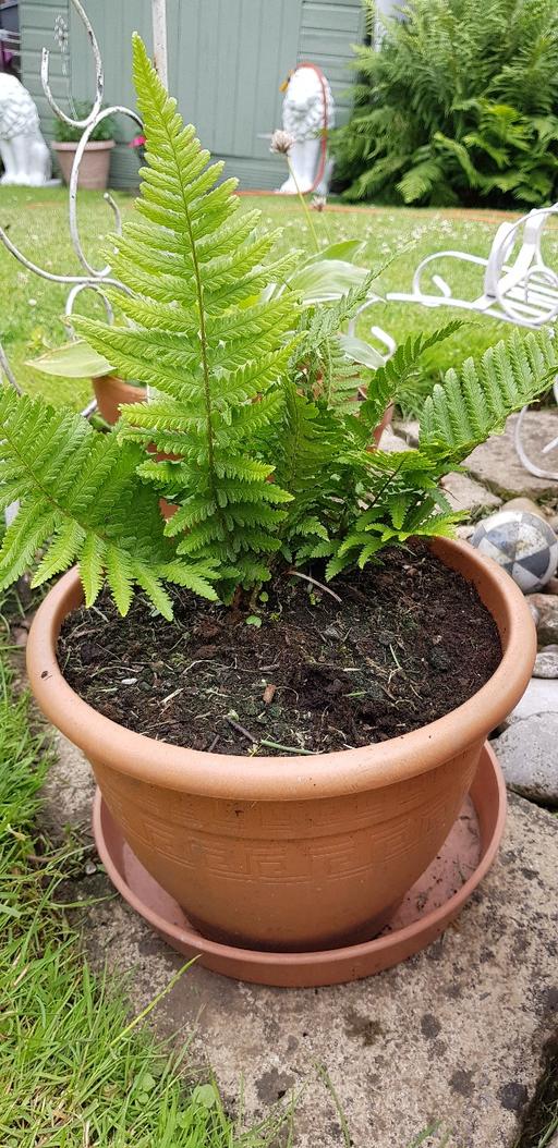 Buy & Sell Kings Norton Birmingham - Photos for Fern plant in pot