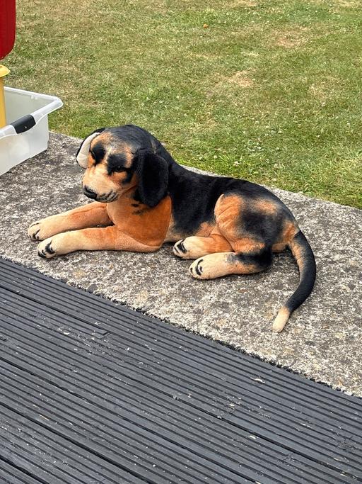 Buy & Sell Cheshunt Broxbourne - Photos for Dog teddy