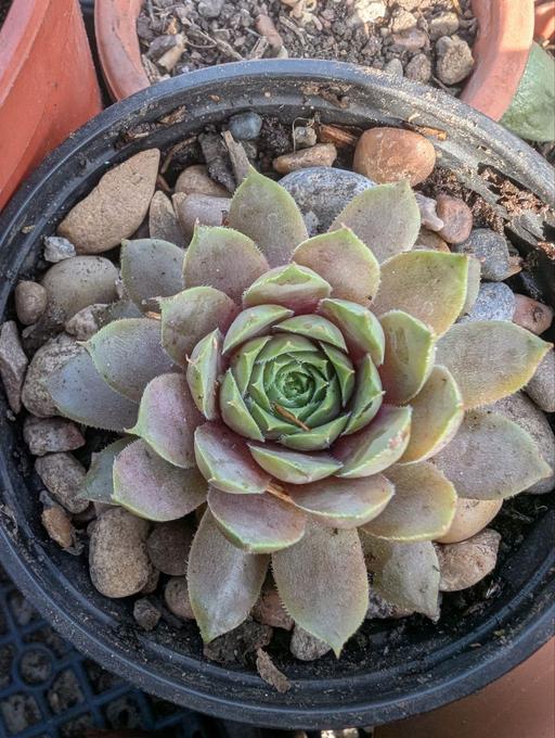 Buy & Sell Blackhorse Road East London - Photos for Sempervium Blush Rose garden succulent 